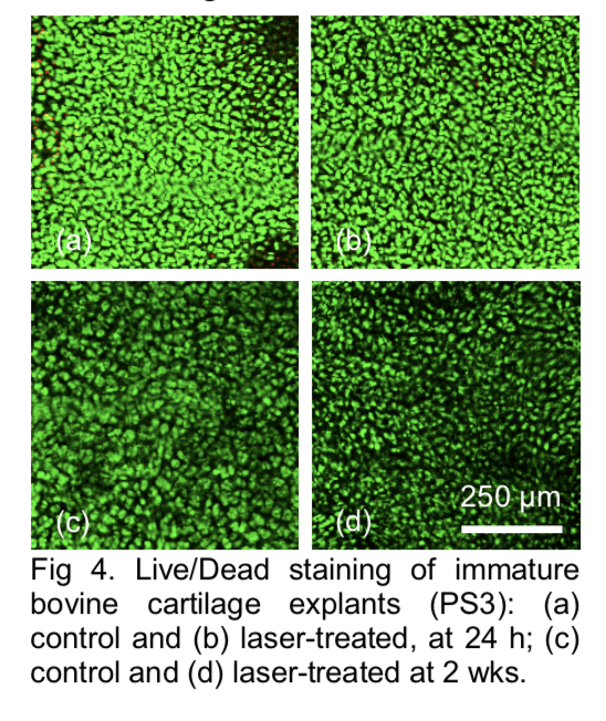 Viability of cells after laser treatment