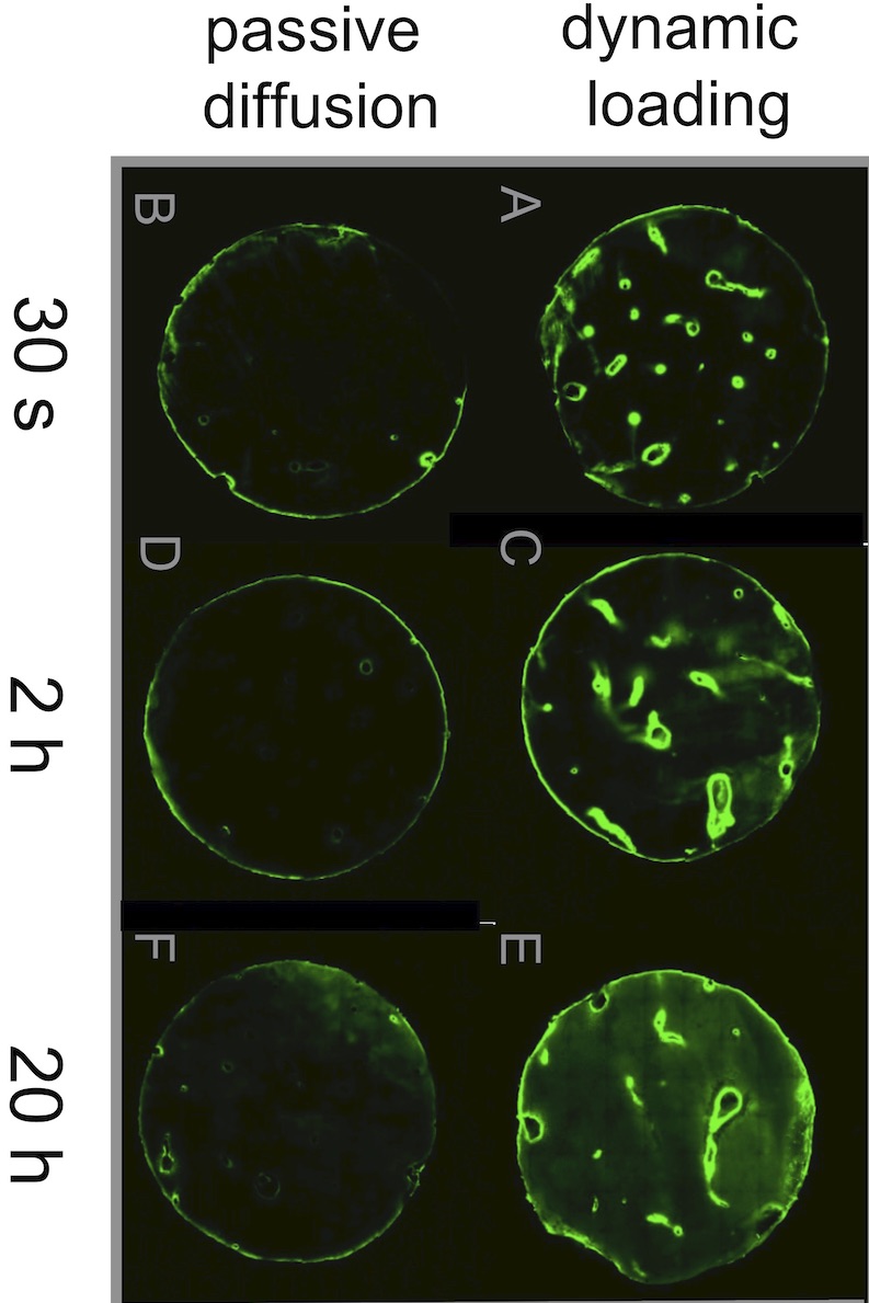Dextran uptake in articular cartilage explants