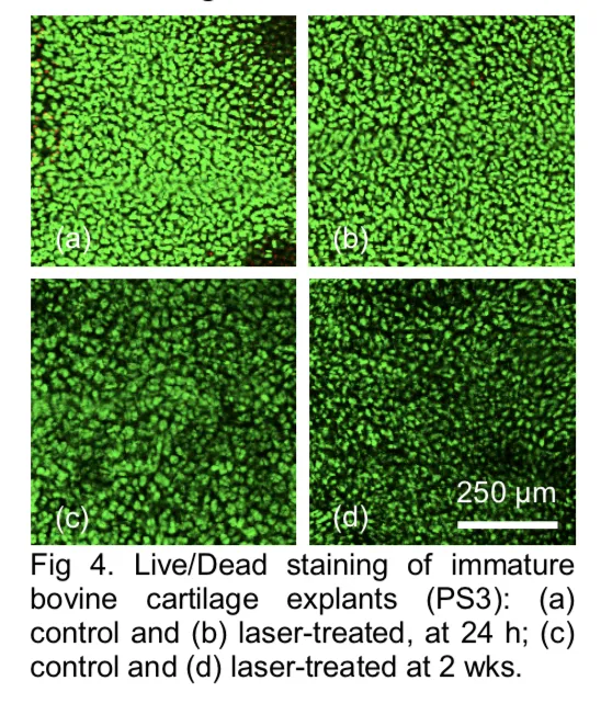 Viability of cells after laser treatment